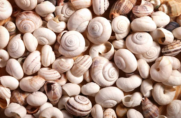 stock image Snails-seashells