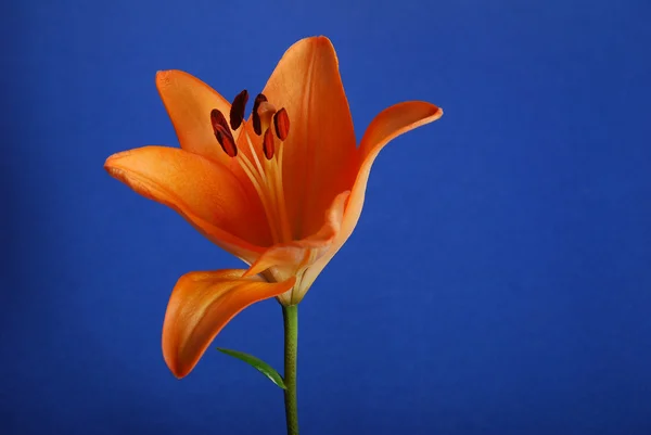 꽃-백합 — 스톡 사진