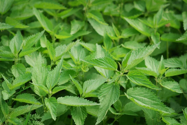 stock image Healthy nettle