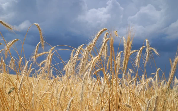 Paisaje de trigo — Foto de Stock