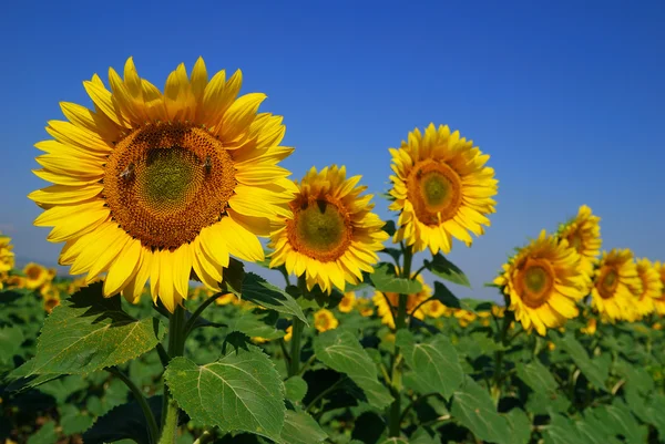 stock image Sunflowers