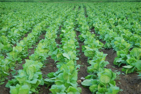 stock image Tobacco plantation