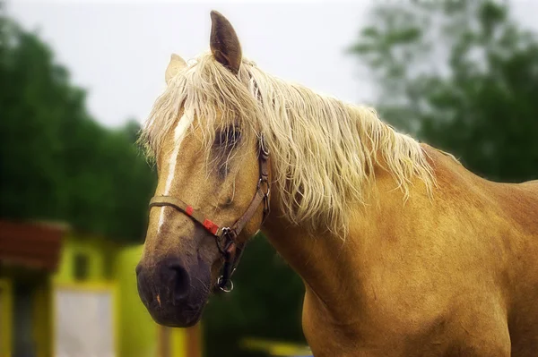 Cavalo triste — Fotografia de Stock