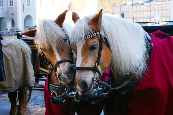 Zwei Pferde auf der Kutsche eingespannt — Stockfoto