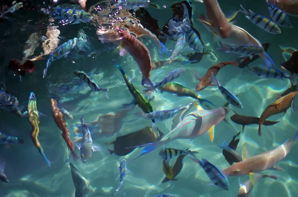 Groep van koraal vissen. Rode Zee. Egypte — Stockfoto