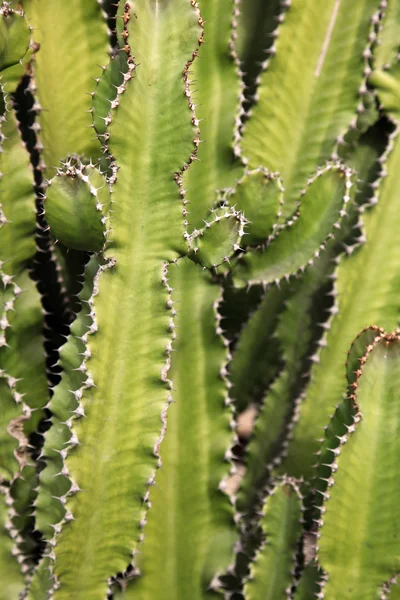 stock image Cactus