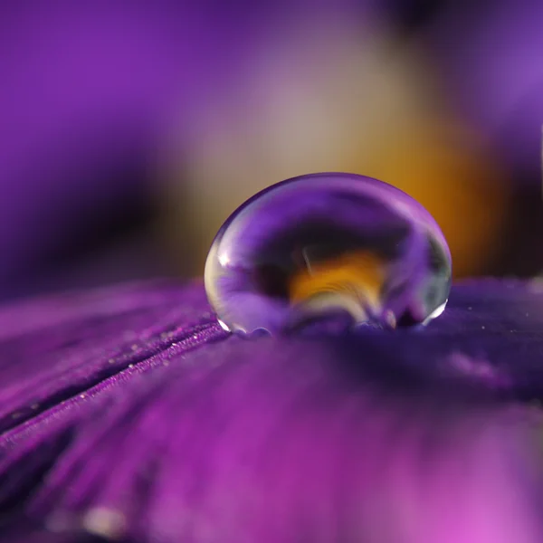 stock image Violet drop