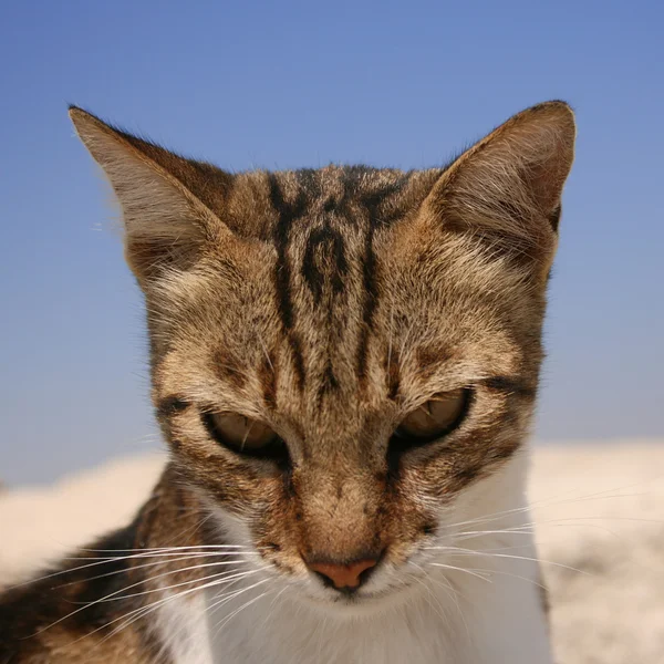 Голова полосатой кошки — стоковое фото