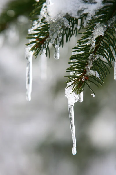 Πάγος στο δέντρο — Φωτογραφία Αρχείου