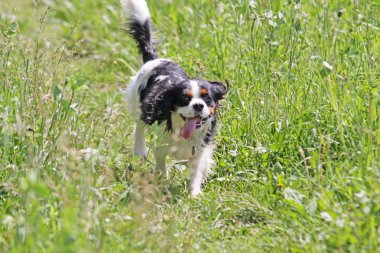 çalışan köpek