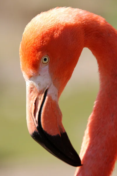 stock image Flamingo