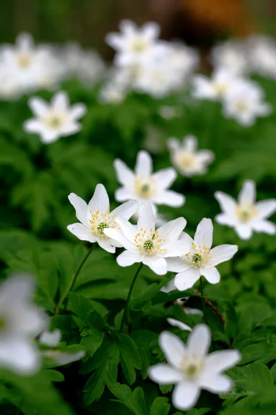 stock image Anemones