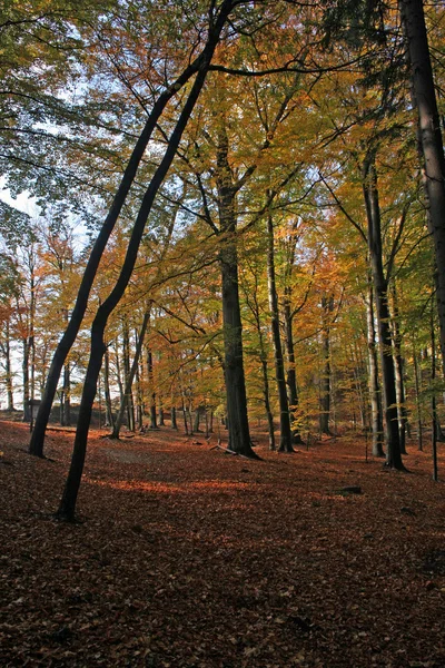 stock image Autumn