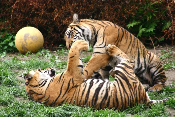 Tigrar — Stockfoto