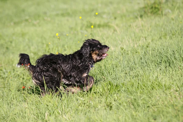 Běžící pes — Stock fotografie