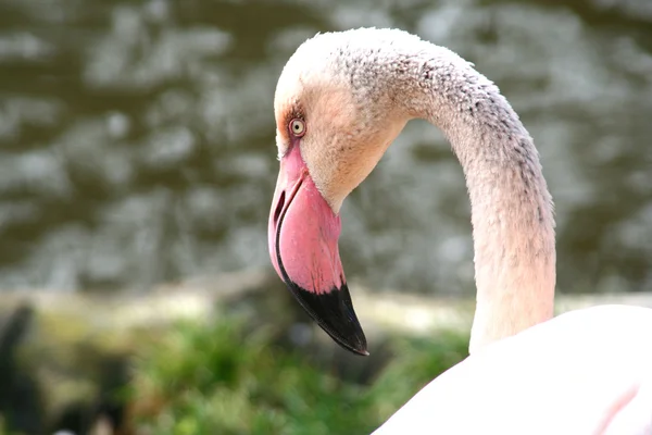 stock image Flamingo