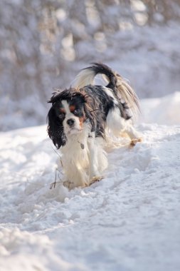 köpek portre