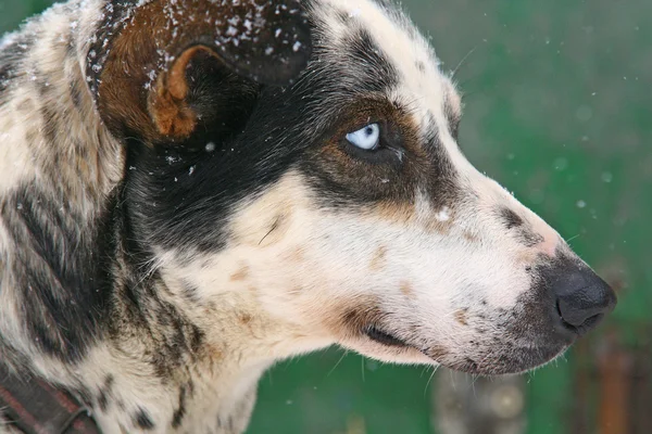 stock image Leopard lousiana dog