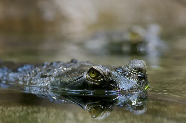 Blick eines Krokodils lizenzfreie Stockbilder