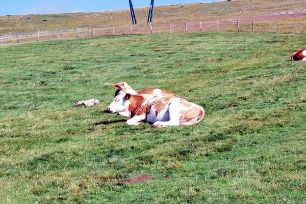 stock image Alpine pasture