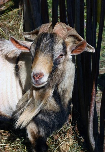 stock image Goat close up