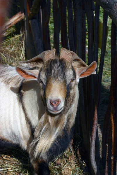 stock image Goat with a colour beard