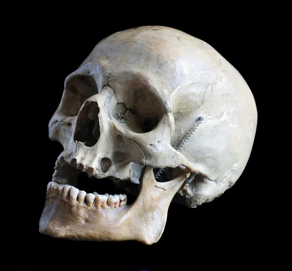 Bir insan kafatası — Stok fotoğraf