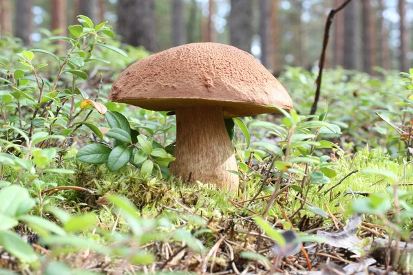 Mushroom porcini — Stockfoto