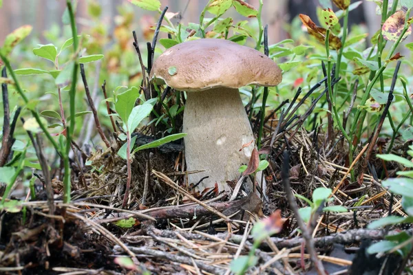 Mushroom porcini — Stockfoto