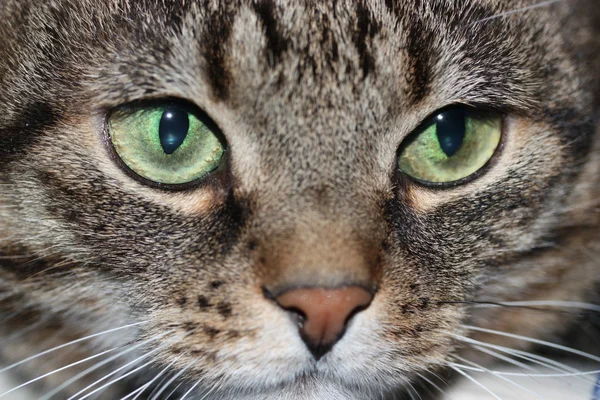 stock image The cat's muzzle