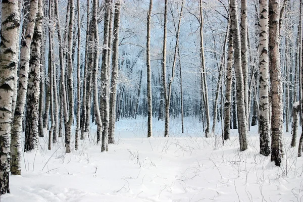 Berken in winter hout — Stockfoto