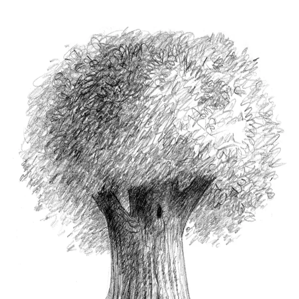 Deciduous broad-leaved tree — Zdjęcie stockowe