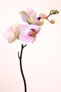 Pink orchid clipart