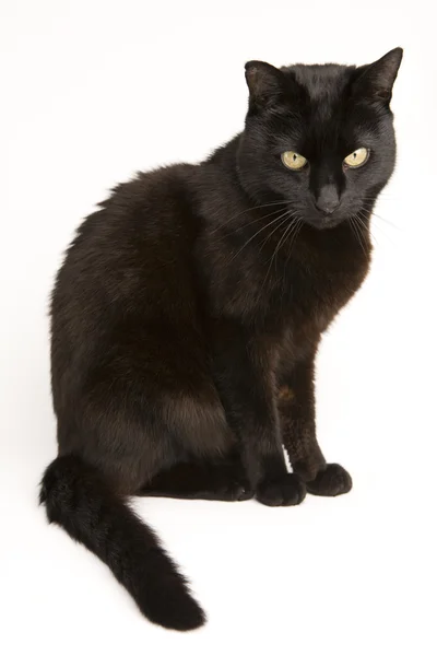 Чорна кішка Ліцензійні Стокові Зображення