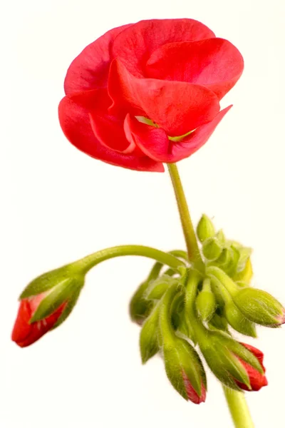 Una Begonia Fiorita — Foto Stock