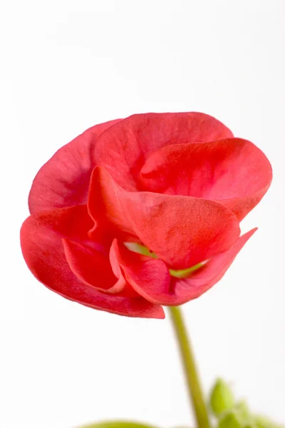 A Flowering Begonia — Stock Photo, Image