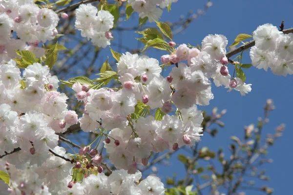 stock image Spring blossoms