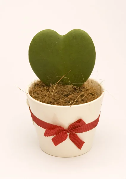 Kaktus ve tvaru srdce — Stock fotografie