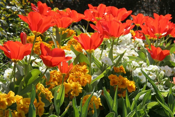 stock image Beautiful spring flowers