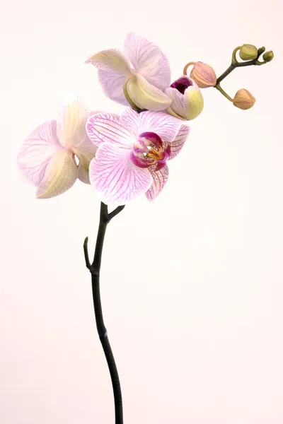 Gyűjtemény virág — Stock Fotó