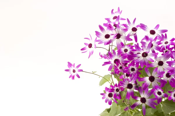 Senetti purpurové dvoubarevný — Stock fotografie