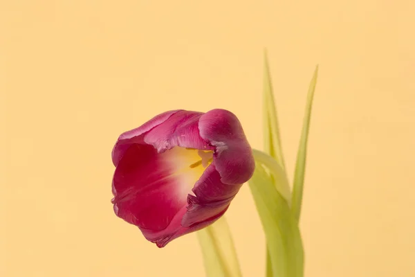 花のコレクション — ストック写真
