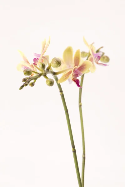 Kolekcja kwiatów — Zdjęcie stockowe