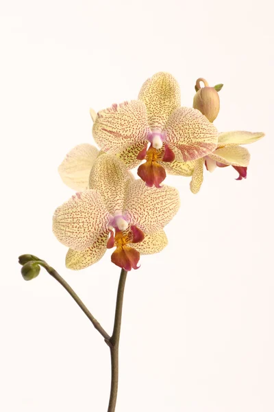 Yellow Orchid — Stock Photo, Image