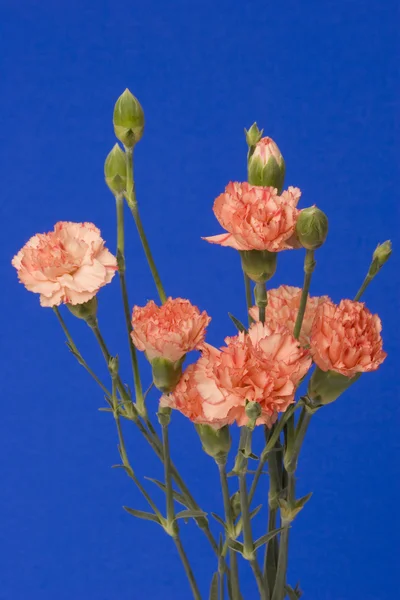 Blomma samling Stockbild