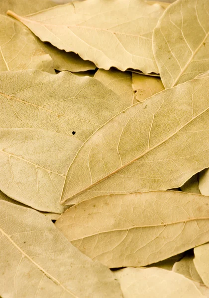 stock image Bay Leaves