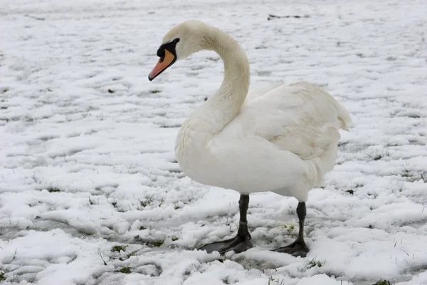 stock image Swan