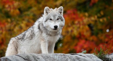 Young Arctic Wolf Looking at the Camera clipart