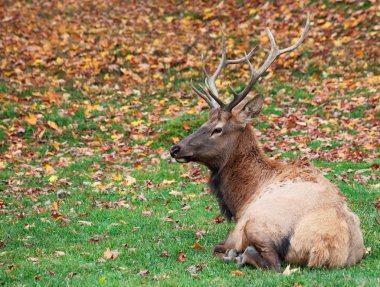 Elk Lying Down on a Fall Day clipart