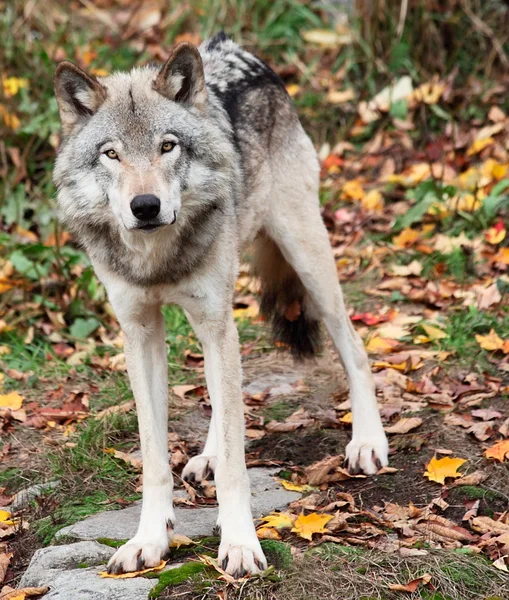 Lobo gris — Foto de Stock